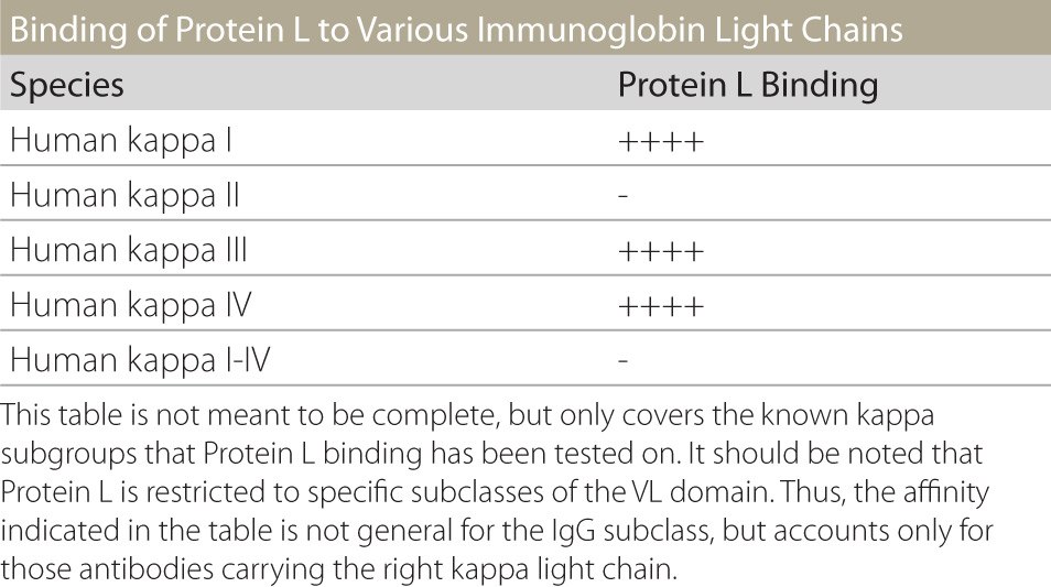 Protein L Binding to Various Immunoglobulin Light Chains Tabla que muestra las afinidades/capacidades de unión de varias cadenas ligeras kappa para la proteína L.