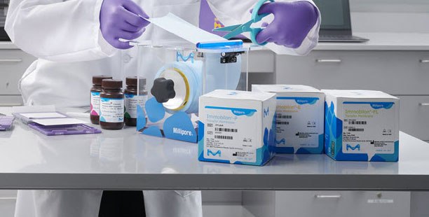 Protein Transfer in Western Blotting Trabajador de laboratorio con guantes morados que sostiene un par de tijeras azules mientras está de pie detrás de un conjunto de tampones y reactivos.