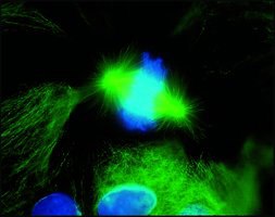 Secondary Antibodies – Fluorescent Micrograph Micrografías fluorescentes de células pulmonares mitóticas de tritón. Microtúbulos teñidos con anti-^ monoclonal.