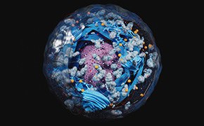 Subcellular organelles Técnicas de fraccionamiento subcelular
