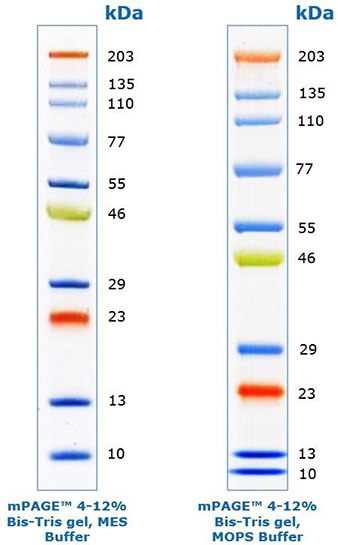 mPAGE protein standards Marcadores proteicos de color mPAGE® para electroforesis en gel