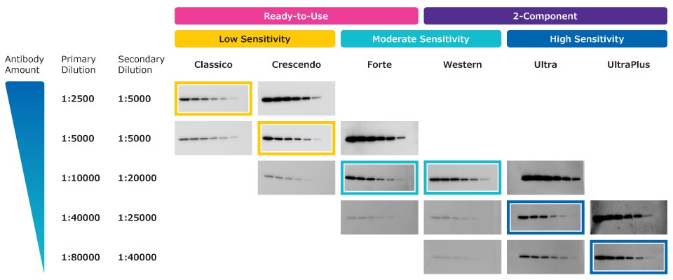 Relative Sensitivity of Immobilon® Chemiluminescent HRP Substrates Dilución doble que muestra la sensibilidad relativa de los sustratos quimioluminiscentes Immobilon® para la inmunoelectrotransferencia (Western bloting): Classico (menor sensibilidad), Crescendo, Forte, Ultra y Ultraplus (la mayor sensibilidad).