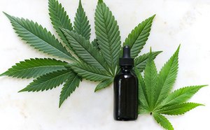 La imagen muestra un cuentagotas negro colocado en el centro de hojas de cannabis verdes vibrantes sobre un fondo blanco, poniendo de manifiesto el posible uso de la botella para aceite o tintura de cannabis.