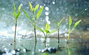 La imagen capta plantas verdes jóvenes con tallos delgados y hojas delicadas brotando en medio de una lluvia brumosa con gotas que reflejan la luz circundante, lo que crea un efecto brillante.