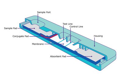 Lateral flow assay schematic Diagram of a lateral flow assay test illustrating the sample port, sample pad, conjugate pad, test line, membrane, control line, absorbent pad, and housing.