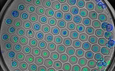 Organoids in Millicell<sup>®</sup> Microwell Plates Microscopic image of organoids stained with blue and green fluorescent dyes in a microwell plate.