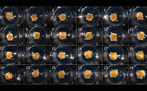 3D organoid culture