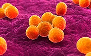 Staphylococcus aureus