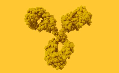 Drawing of a monoclonal antibody.