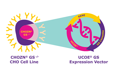 Representación gráfica colorida que muestra la interacción entre la línea celular CHOZN® GS -/- CHO y el vector de expresión UCOE® GS en la expresión génica. El diagrama representa un círculo amarillo etiquetado como ‘CHOZN® GS -/- CHO Cell Line’ con espigas circundantes, y un óvalo morado etiquetado como ‘UCOE® GS Expression Vector’ con símbolos internos y flechas que representan el proceso de expresión génica, conectado por una flecha verde que indica interacción. Representación gráfica colorida que muestra la interacción entre la línea celular CHOZN® GS -/- CHO y el vector de expresión UCOE® GS en la expresión génica. El diagrama representa un círculo amarillo etiquetado como ‘CHOZN® GS -/- CHO Cell Line’ con espigas circundantes, y un óvalo morado etiquetado como ‘UCOE® GS Expression Vector’ con símbolos internos y flechas que representan el proceso de expresión génica, conectado por una flecha verde que indica interacción.