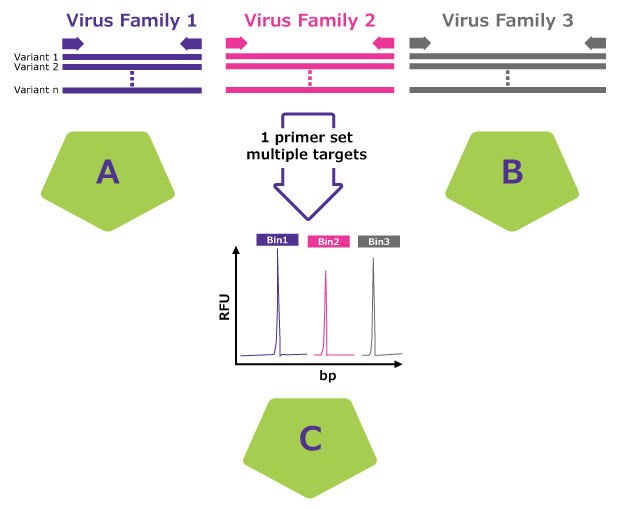 The Blazar™ rapid molecular platform is a viable alternative to in vitro detection assays Un método para detectar múltiples familias de virus utilizando un único conjunto de cebadores. La imagen muestra tres familias de virus (la familia de virus 1 en morado, la familia de virus 2 en rosa y la familia de virus 3 en gris), cada una con diversas variantes. Un único conjunto de cebadores se dirige a varias secuencias de estas familias de virus, lo que se muestra con flechas que apuntan a un gráfico debajo. En el gráfico se representan las unidades de fluorescencia relativas (RFU) frente a los pares de bases (bp), con tres picos distintos (Bin1 en morado, Bin2 en rosa y Bin3 en gris) que indican la detección de cada familia de virus. Dividido en dos secciones denominadas A y B, representadas por pentágonos verdes.