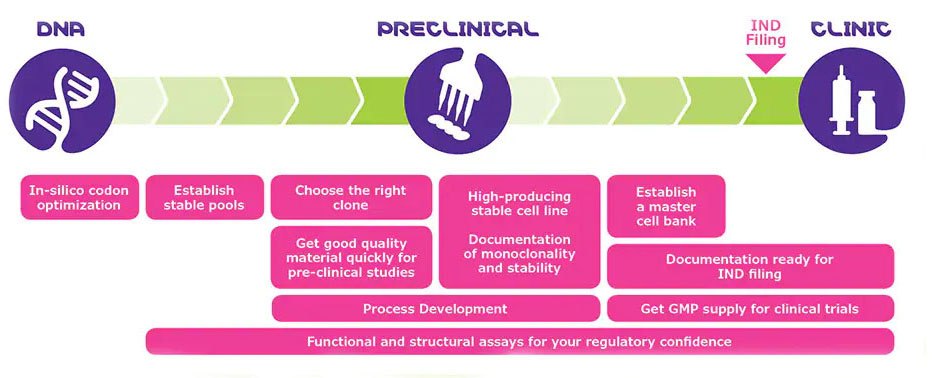 La imagen es una infograf&iacute;a que resume el proceso de desarrollo de medicamentos desde el ADN hasta la cl&iacute;nica. Est&aacute; dividida en tres secciones principales, cada una con un color y un icono diferentes. La secci&oacute;n de ADN en rosa incluye los pasos de optimizaci&oacute;n de codones in silico y el establecimiento de poblaciones estables. La secci&oacute;n precl&iacute;nica en rosa abarca la elecci&oacute;n del clon adecuado, la obtenci&oacute;n de material de calidad para los estudios, la creaci&oacute;n de una l&iacute;nea celular estable muy productiva y la documentaci&oacute;n de la monoclonalidad y la estabilidad. La secci&oacute;n cl&iacute;nica en rosa detalla el establecimiento de un banco de c&eacute;lulas de trabajo o maestras, la preparaci&oacute;n de la documentaci&oacute;n para la presentaci&oacute;n de la solicitud de autorizaci&oacute;n de producto en fase de investigaci&oacute;n cl&iacute;nica (IND) y la adquisici&oacute;n de suministros GMP para los ensayos cl&iacute;nicos.