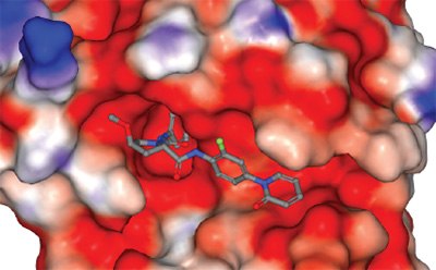 Molecular Docking Representación tridimensional de una estructura molecular situada dentro de una superficie coloreada, que indica las interacciones con su entorno. La molécula se muestra en gris y azul, con grupos funcionales específicos resaltados en verde y rojo. La superficie circundante se representa en tonos de rojo, blanco y azul, lo que sugiere propiedades variables como hidrofobicidad y potencial electrostático.