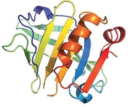 β-Lactoglobulin A & B β-Lactoglobulin A & B is the major whey protein of cow and sheep's milk (~3 g/l), and is also present in many other mammalian species with an interesting exception being humans. β-Lactoglobulin can cause severe allergic effects.