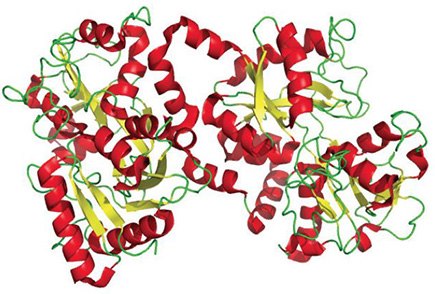 Lactoferrin Lactoferrin, also known as lactotransferrin, is a glycoprotein widely represented in various secretory fluids including milk. Lactoferrin is part of the immune system and has antimicrobial activity.