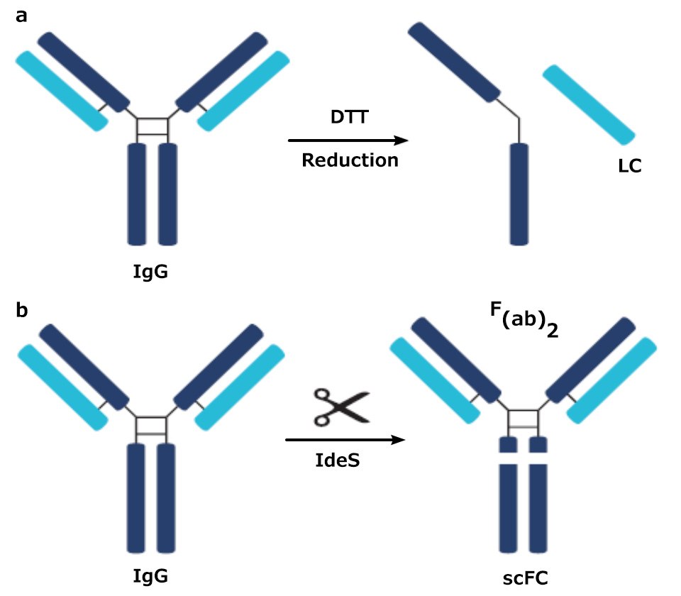 Antibody Digestion Schemes Digestion scheme of antibody using dithiothreitol (DTT) or IdeS (a protease)