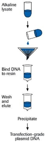 genopure-plasmid-purification-procedure Genopure plasmid purification procedure