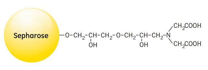 Partial structure of chelating sepharose A diagram of Sepharose, a yellow sphere labeled 'Sepharose,' connected to a chemical structure with repeating -O-CH2-CH2- units, hydroxyl (OH) groups, an amine (N) group, and two carboxylic acid (COOH) groups.