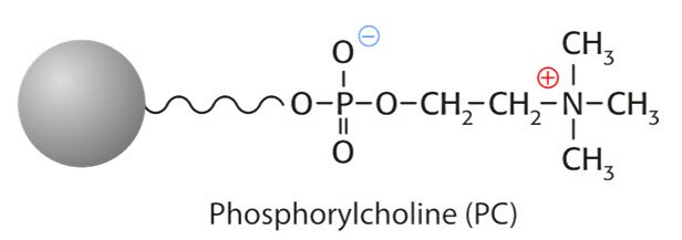 phosphochlorine Chemical structure of Phosphorylcholine (PC) featuring a silver sphere representing a hydrophobic group, a carbon chain connected to a phosphate group (PO4) that includes negatively charged oxygen atoms, and a positively charged nitrogen atom linked to a methyl (CH3) group. The structure illustrates the functional components of phosphorylcholine.