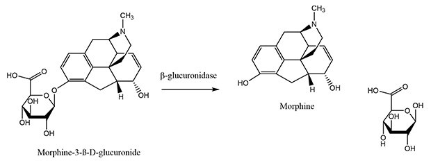 β - Glucuronidase hydrolysis of morphine Chemical reaction showing hydrolysis of morphine-3-<i>β</i>-D-glucuronide to morphine by β-Glucuronidase