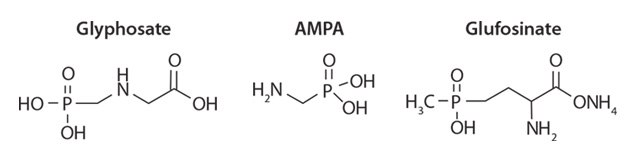 glyphosate Three chemical structures: Glyphosate on the left, AMPA in the center, and Glufosinate on the right. Each structure is labeled accordingly.