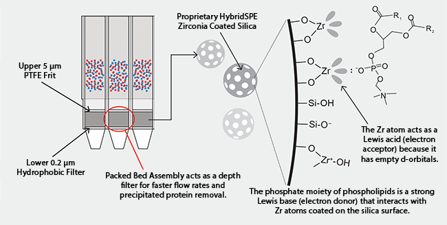 LOP 11832_HybridSPE Brochure.indd Unique Retention Mechanism of HybridSPE®-Phospholipid Technology