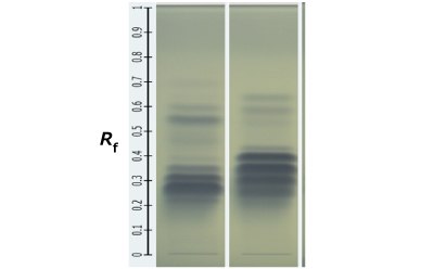 HPTLC bands of olive and corn oil Two Silica Gel 60 RP18 F254 plates kept next to each other showing blue bands in different intensities as obtained for olive and corn oil in fixed oil samples with a measuring scale placed on the extreme left.