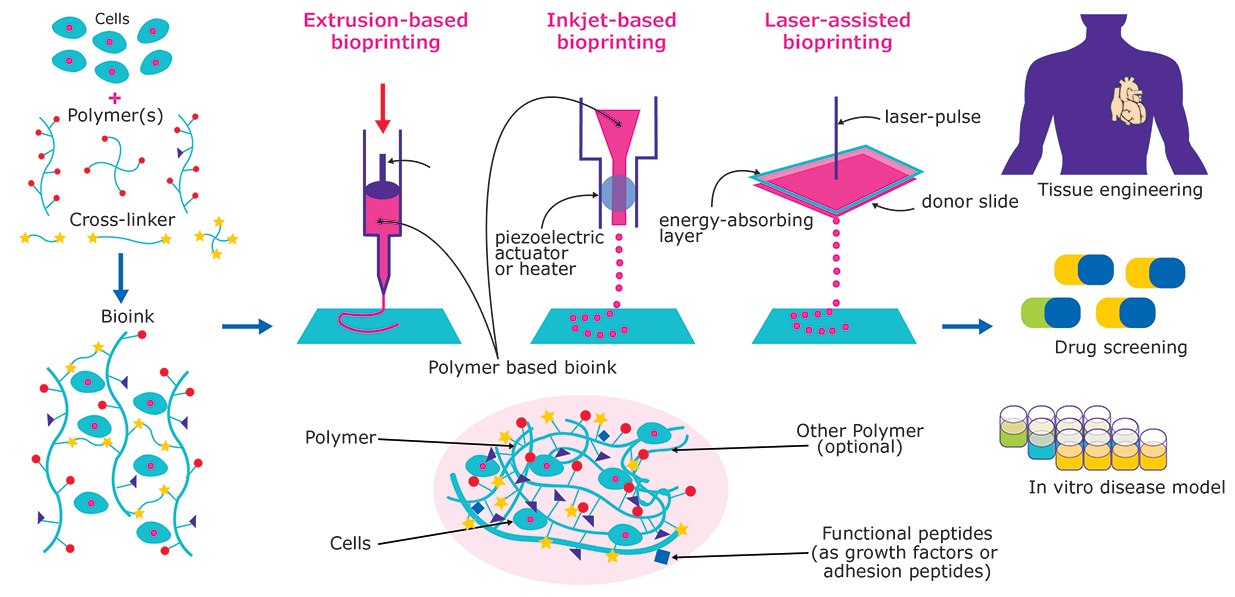 Print The process of 3D bioprinting of tissue and organs. The image is divided into three sections: “Extrusion-based bioprinting” with a syringe extruding bioink, “Inkjet-based bioprinting” with an inkjet printer head releasing polymer-based bioink, and “Laser-assisted bioprinting” using a laser pulse to deposit material. Below these sections, diagrams depict the composition of bioinks and their applications in tissue engineering, drug screening, and in vitro disease modeling.