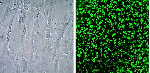 3D culture of human mesenchymal stem cells using PhotoHA 3D culture of human mesenchymal stem cells using PhotoHA®
