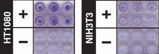 Cell invasion assay using ECM Gel Matrix. Analysis of HT-1080 (85111505) cell invasion through an ECM Gel coated Millicell® insert using a 96-well Cell Invasion Assay (ECM550). Invading cells were visualized by crystal violet staining (purple). NIH3T3 cells (93061524) were used as a non-invasive control. Cell invasion assay