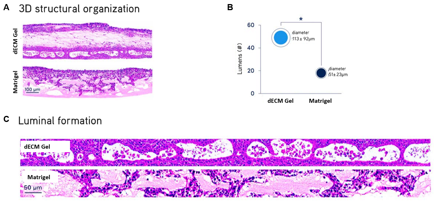 Tissue-Specific Decellularized Extracellular Matrix (dECM) Hydrogels for Enhanced 3D Cell Cultures ALI cultures of primary NHBE cells.