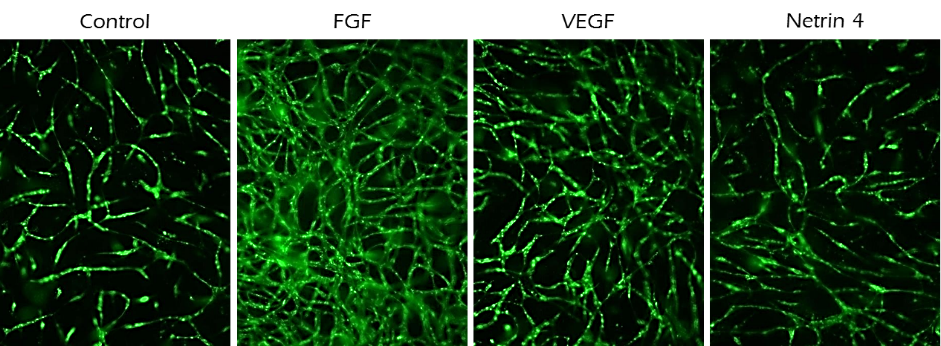 TrueGel® HTS hydrogels in angiongesis Application of TrueGel® HTS hydrogels in angiogenesis assays