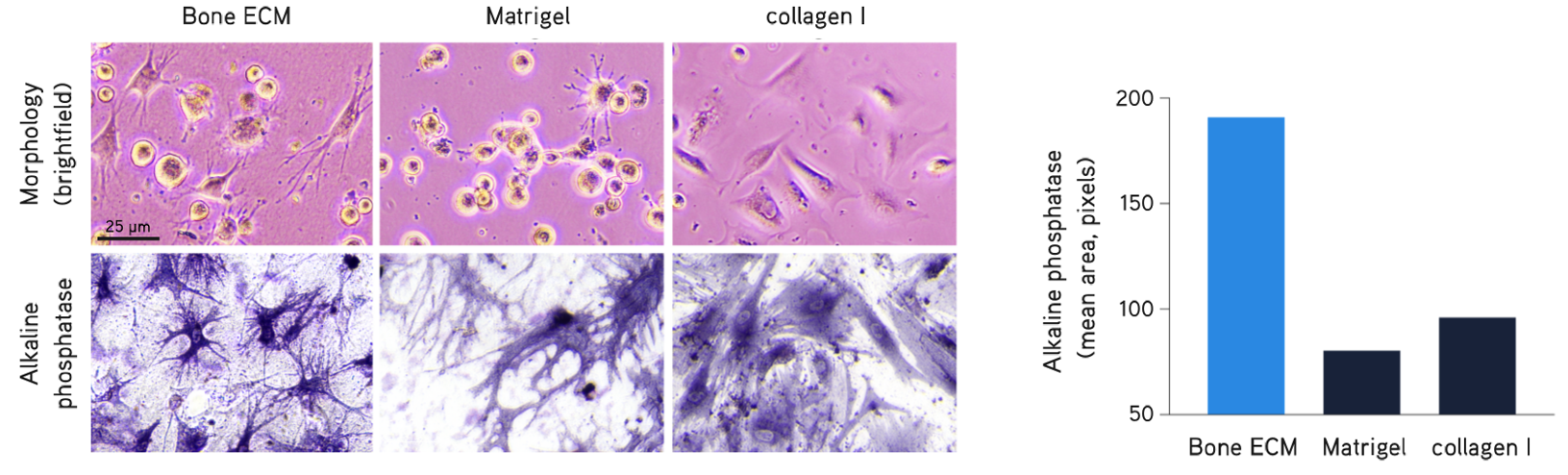 Tissue-Specific Decellularized Extracellular Matrix (dECM) Hydrogels for Enhanced 3D Cell Cultures Primary human osteoblasts culture.