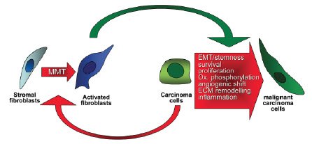 Cancer cells initiate the progression from fibroblast to CAF via a process called MMT (mesenchymal-mesenchymal transition). CAFs then provide a variety of growth factor signals and secrete ECM that promotes the progression, survival, and migration of cancer cells. Image adapted from Cirri and Chiarugi, 2011. Cancer cells initiate the progression from fibroblast to CAF