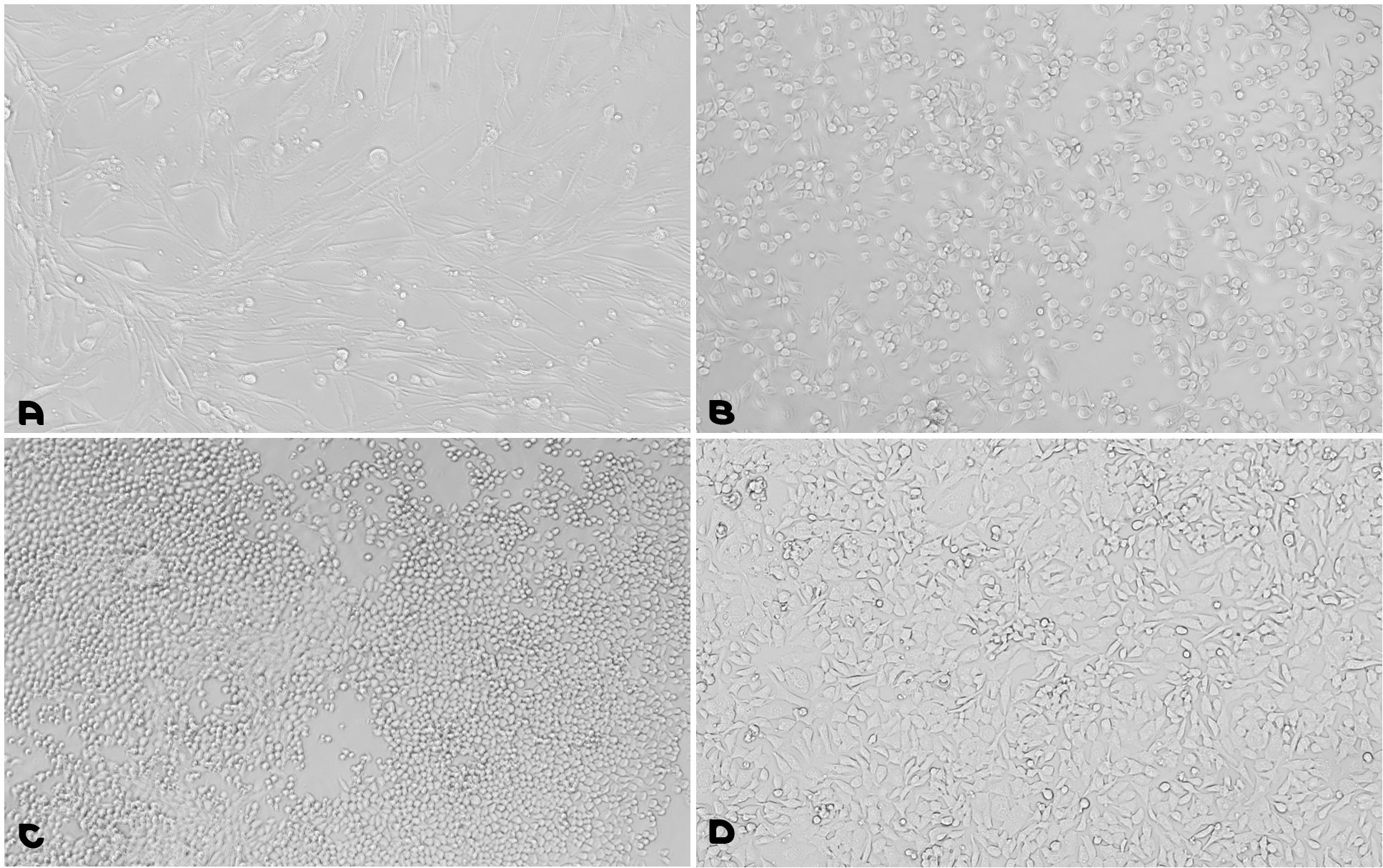 Cell Line Growth Using Fibronectin - Gelatin Coating Solution. A. BHK21 cells (fibroblasts from hamster kidney); B. CHO cells (Chinese Hamster Ovary); C. F9 Cells (mouse testis embryonal carcinoma); D. HL-1 cardiac muscle cell line (<a href="https://www.sigmaaldrich.com/US/en/product/mm/scc065">SCC065</a>).</p> Microscopy images of cell adhesion with a fibronectin-gelatin coating solution