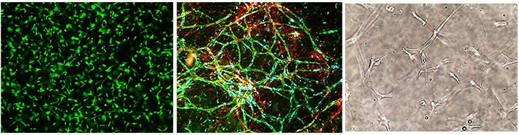 Cells cultured in PhotoGel® hydrogels crosslinked with ruthenium Cells cultured in PhotoGel® hydrogels crosslinked with ruthenium