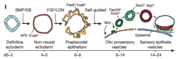 Graphic simplification illustrating the 3D differentiation of PSCs to otic placode and then to sensory epithelium.<sup>28</sup> Graphic simplification illustrating the 3D differentiation of PSCs