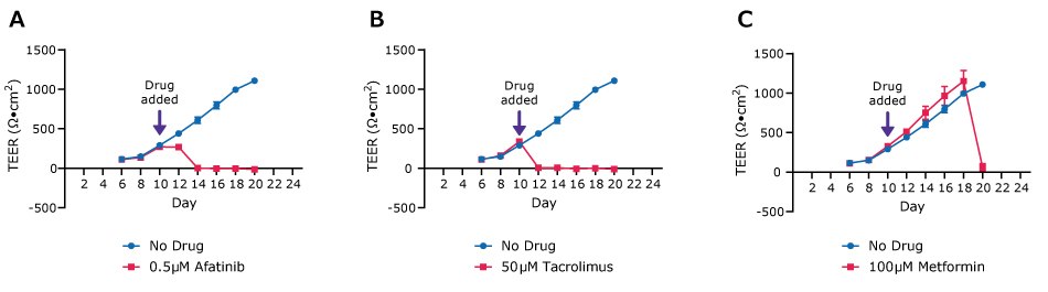 Duo-87 TEER values Three line graphs demonstrate the TEER values for Duo-87 organoids on 0.4 µm pore size Millicell® 24-well inserts treated with 0.5 µM Afatinib (left), 50 µM Tacrolimus (center) and 100 µM Metformin (right). The drug was added on day 10. In the left graph, after day 10 the two lines (no drug and Afantinib) diverge and Afantinib drops to no TEER values while the no drug increases. In the center graph, after day 10 the two lines (no drug and Tacrolimus) diverge and Tacrolimus drops to no TEER values while the no drug increases. In the right graph, after day 10 the two lines (no drug and Metformin) continue to increase until Day 18 when they diverge and Metformin drops to no TEER values while the no drug increases.