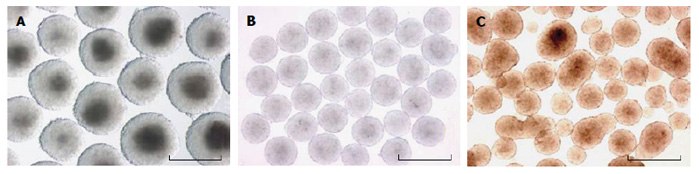 Images of EBs from a slowturning vessel (A), hanging drop culture (B), and static suspension culture in bacterial grade dishes (C). Note that hanging drop culture EBs are the most uniform in size and shape. Picture adapted from9. Scale bar = 500 μM Images of EBs from a slowturning vessel