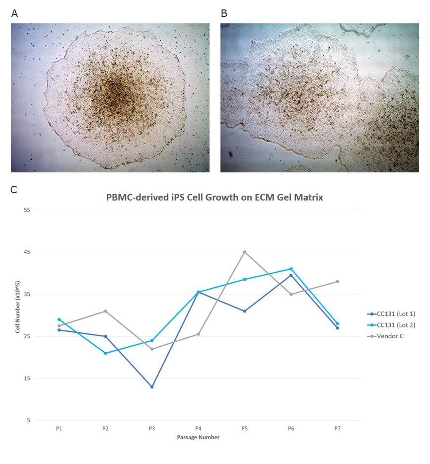 Growth of PBMC-derived human iPS cells grown in serum-free media on Stem Cell Qualified ECM Gel Matrix (A) or Matrigel® (B) after 5 passages. Pluripotent morphology of iPSCs grown on ECM Gel is identical to Matrigel® substrates. Cell growth of PBMC-derived human iPSCs grown on Stem Cell Qualified ECM Gel Matrix is comparable to Matrigel® as analyzed by cell counting over 7 pasages (C). PBMC derived iPS cell growth