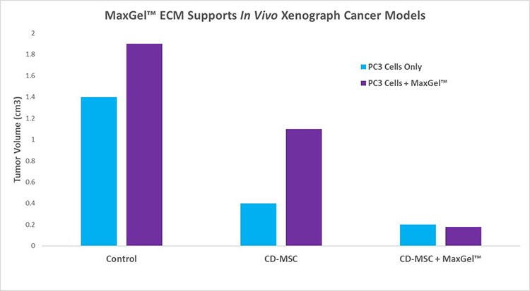 After 14 days, MaxGel™ ECM (1 mg/mL) caused significantly larger tumors in mice than did PC3 tumor cells alone. Following delivery of 2 x 10 CD-MSC delivered intravenously into nude mice (n=9 each group) either alone or in conjunction with MaxGel™ ECM, it was determined that MaxGel™ was able to cause a significant reduction of tumor size due to its ability to augment delivery of CD-MSC to the tumor site and facilitate tumor killing by the therapeutic stem cells. MaxGel™ ECM support in vivo xenograph cancer models.