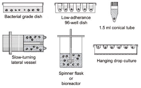 Some of the many methods used to generate embryoid bodies.<sup>6</sup> Some of the many methods used to generate embryoid bodies.