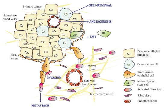 Epithelial tumor and surrounding environment, a complex biology to model. Image from Kimlin et al., 2013 Epithelial tumor and surrounding environment