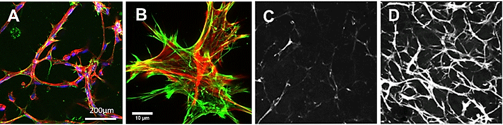TrueGel® HTS hydrogels and extracellular matrix deposition TrueGel® HTS hydrogels and collagen deposition using seeded fibroblasts