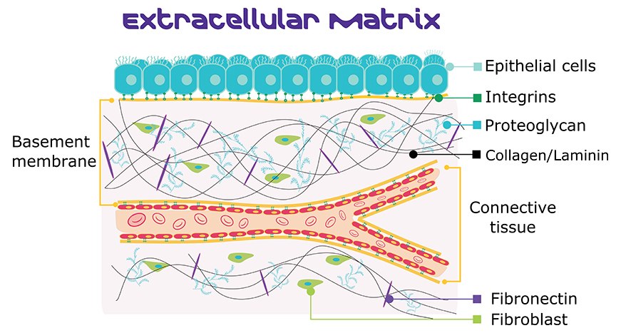 Basement membrane structure, including ECM proteins laminin, collagen, and fibronectin. Cartoon image of the extracellular matrix basement membrane