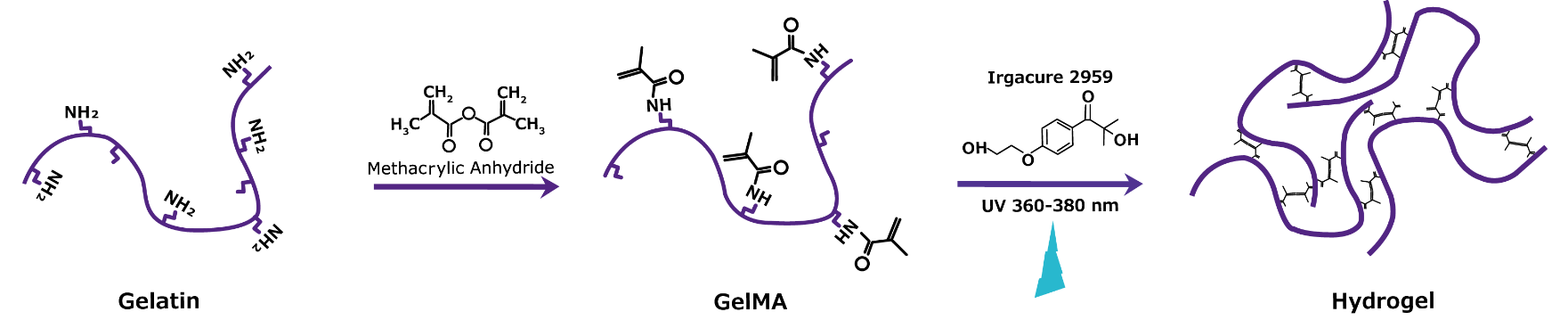 Fabrication of photocrosslinked GelMA hydrogel Fabrication of photocrosslinked GelMA hydrogel