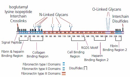 Structure of fibronectin. Protein structure of fibronectin
