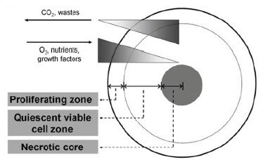 Growth of cells in spheroids results in differential zones of proliferation due to oxygen, nutrient, and waste gradients. Figure from Lin and Chang, 2008. Growth of cells in spheroids results
