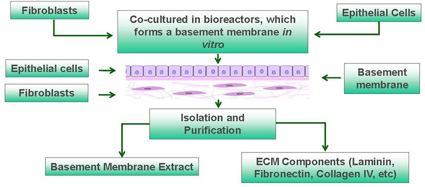 Scalable isolation and purification of MaxGel™ ECM hydrogels from cocultures of human fibroblasts and epithelial cells in bioreactors. Overview of Human MaxGel™ ECM Hydrogels