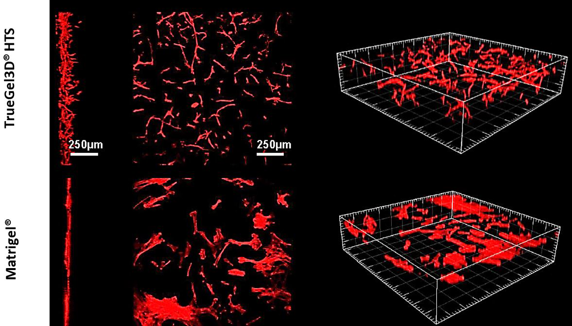 TrueGel® HTS hydrogels and human mesenchymal stem cell cultures Application of TrueGel® HTS hydrogels in stem cell applications
